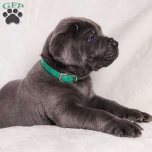 Grace, Cane Corso Puppy